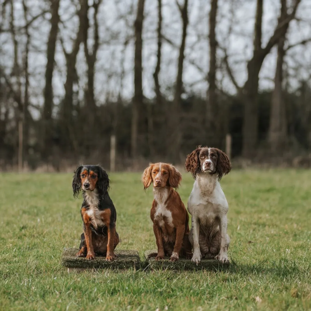 Pet Gundog Training