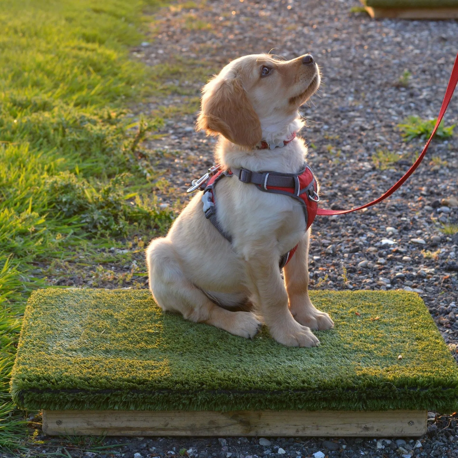Pet Gundog Training