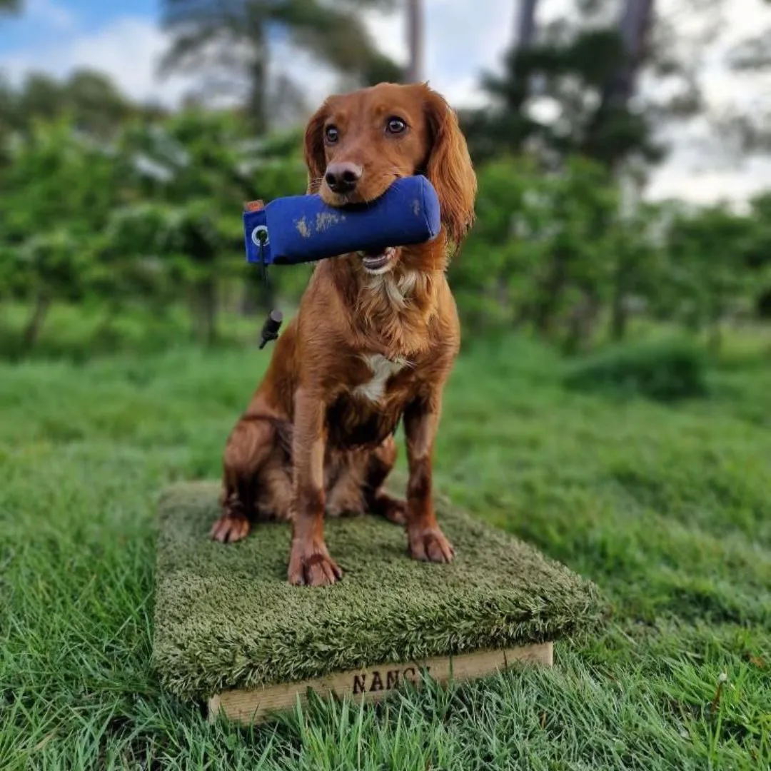 Pet Gundog Training