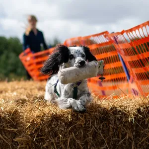Pet Gundog Training