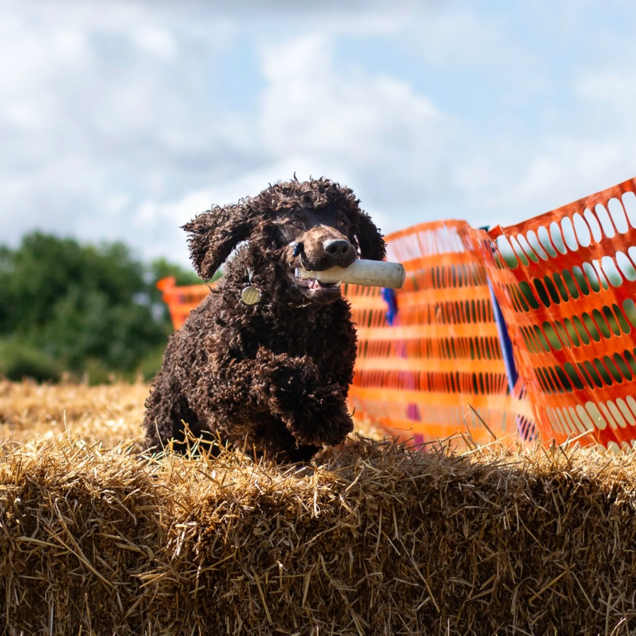 Pet Gundog Training